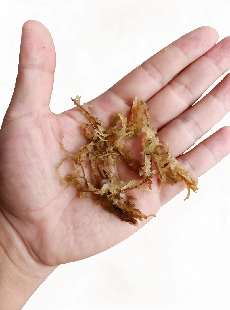 Премиальный сфагнум для орхиде – обзор и цена Sphagnum Moss Dry